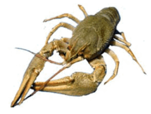 0602whvi-1768-298x224.png