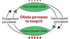 Обмін речовин і енергії