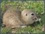 0602wodg-53d5-90x68.png