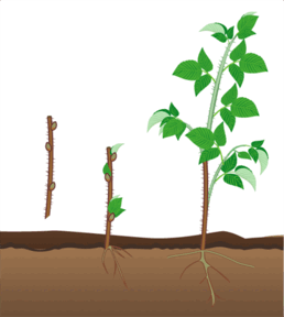 0602woti-9fda-258x288.png