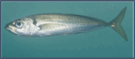 0602woxd-b452-135x59.png
