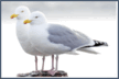 0602woxs-03fc-108x72.png