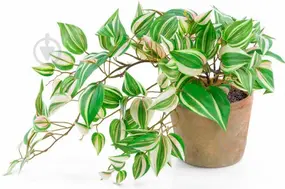 0602wp64-c1a2-285x189.webp