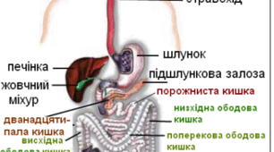 8.4 Травна система людини