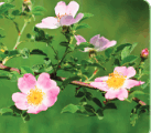 0602wrjy-a38d-147x120.png