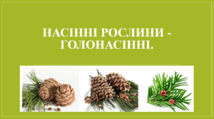 Презентація "Насінні рослини - голонасінні."