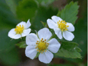 0602wub6-7786-181x135.png