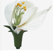 0602wugd-bcca-181x175.png