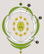 0602wvcg-a0e1-151x184.png