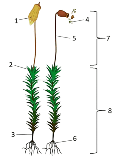 0602xath-7b6e-386x520.png