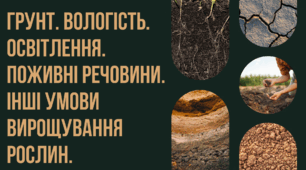Розробка уроку STEM 6 клас "Грунт. Вологість. Освітлення.  Поживні речовини.  Інші умови вирощування рослин."