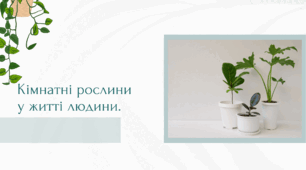 Розробка уроку STEM 6 клас "Кімнатні рослини у житті людини."