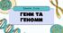 Презентація до уроку на тему "Гени та геноми"