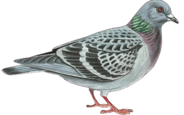 0602xruv-3416-375x236.png