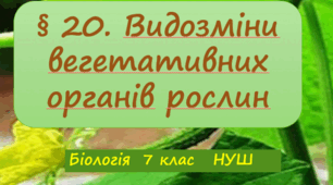 Презентація «Видозміни вегетативних органів рослин»  7клас  НУШ