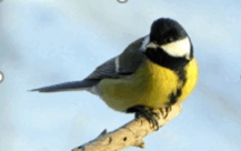 0602ygd3-f763-217x136.png