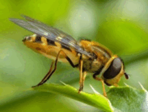 0602yges-d453-216x163.png