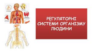 РЕГУЛЯТОРНІ СИСТЕМИ ОРГАНІЗМУ ЛЮДИНИ