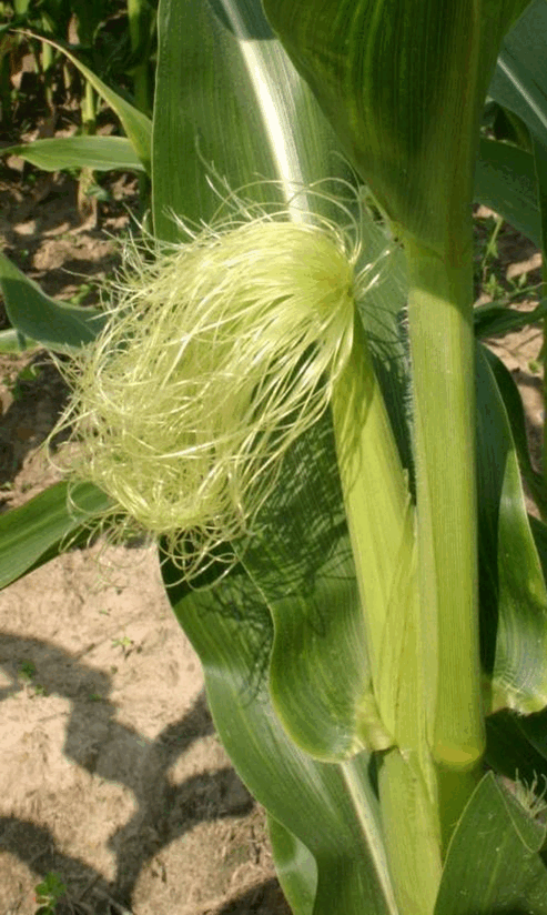 0602yoy2-b54b-493x824.png
