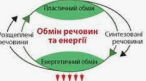 Презентація "Порушення обміну речовин (метаболізму), пов’язані з нестачею чи надлишком надходження певних хімічних елементів, речовин"