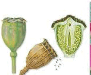 0602z1g3-9440-184x152.png