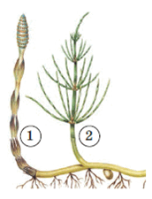 0602z51q-f02a-172x225.png