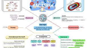 Інтелект карта на тему "Бактерія"