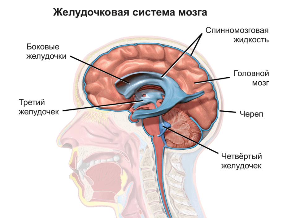 Желудочковая система мозга — Википедия