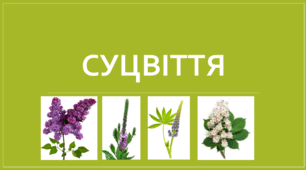 Презентація "Суцвіття. НУШ".