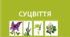 Презентація "Суцвіття. НУШ".