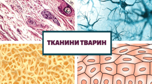 Розробка  уроку. Біологія 7 клас. НУШ. Тема уроку : Які ознаки тварин. Тканини тварин
