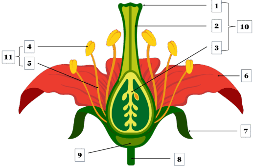 0602zorj-0303-517x341.png