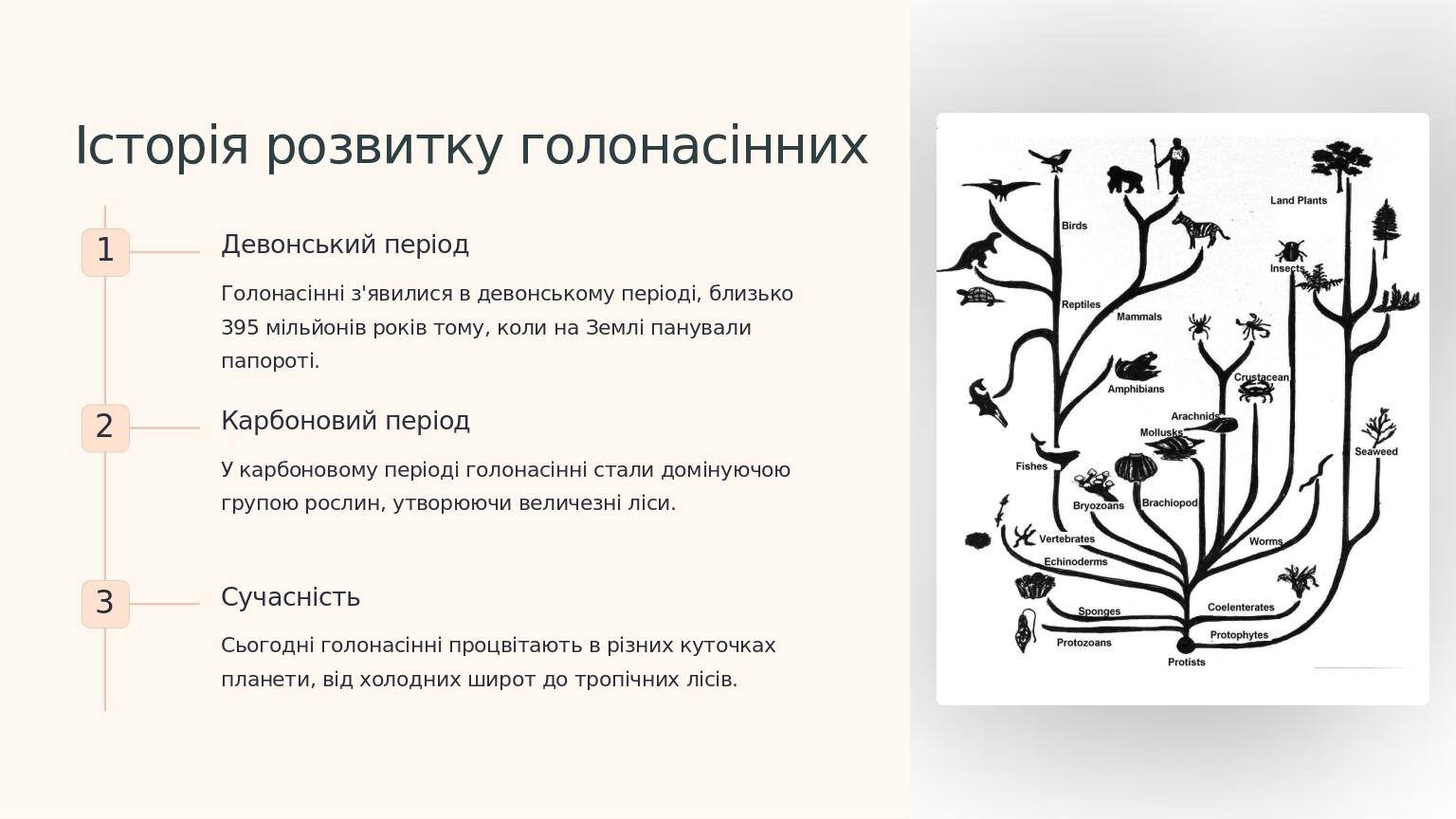 Історія розвитку голонасінних 1 Девонський період Голонасінні з'явилися в девонському періоді, близько 395 мільйонів років тому, коли на Землі пану...