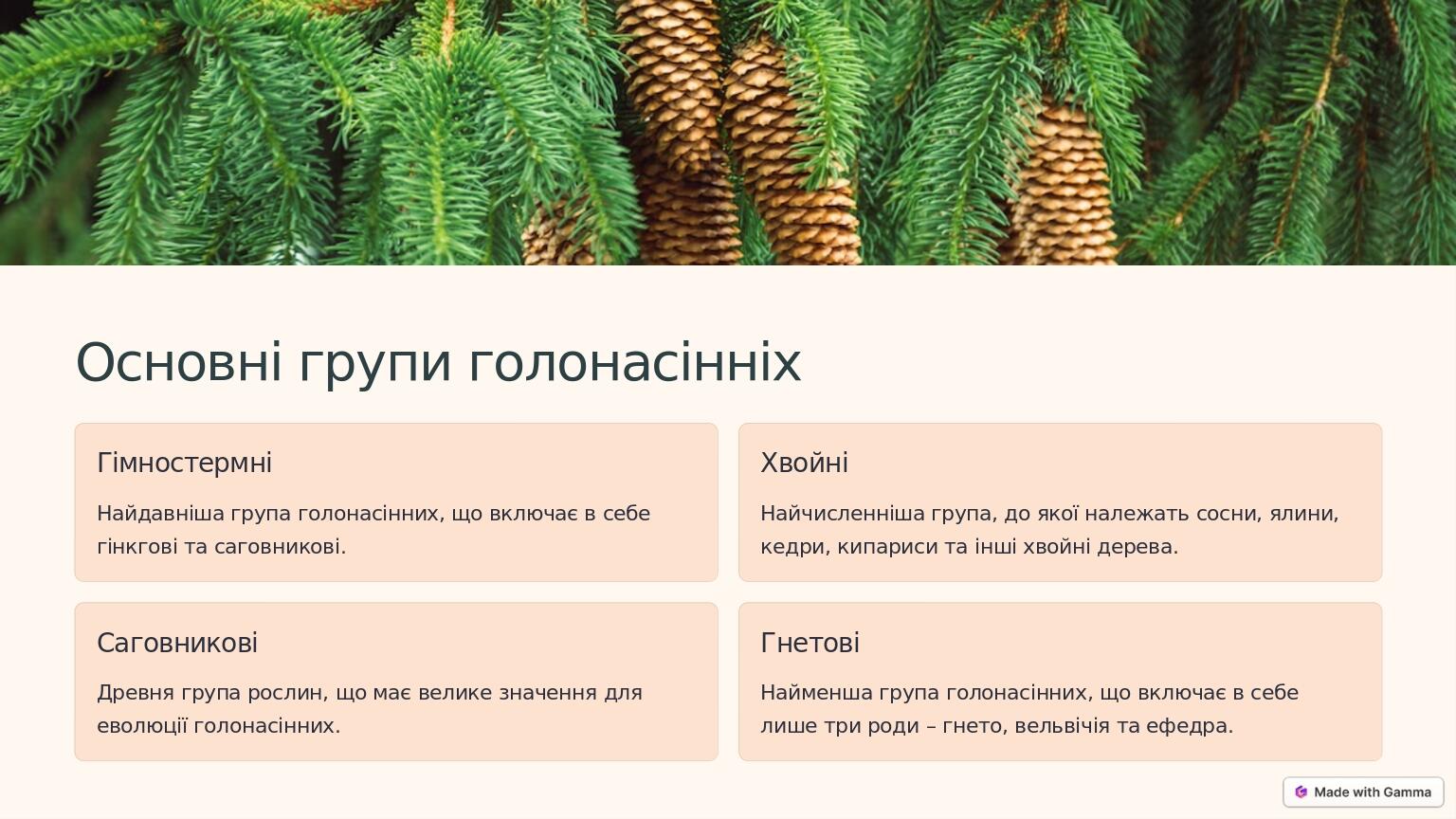 Основні групи голонасінніх Гімностермні Найдавніша група голонасінних, що включає в себе гінкгові та саговникові. Хвойні Найчисленніша група, до як...