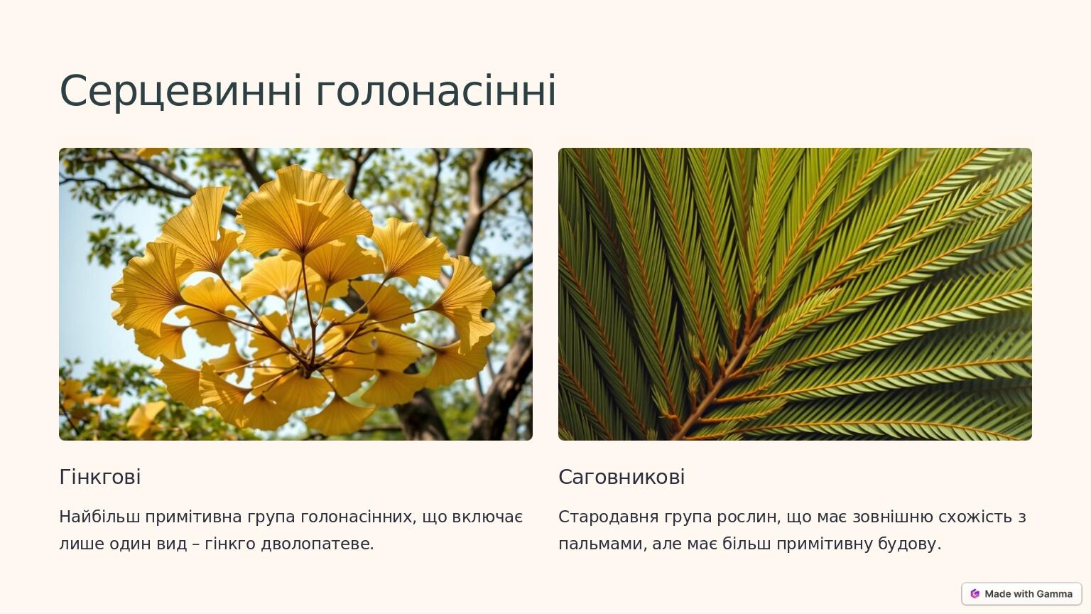 Серцевинні голонасінні Гінкгові Найбільш примітивна група голонасінних, що включає лише один вид – гінкго дволопатеве. Саговникові Стародавня група...