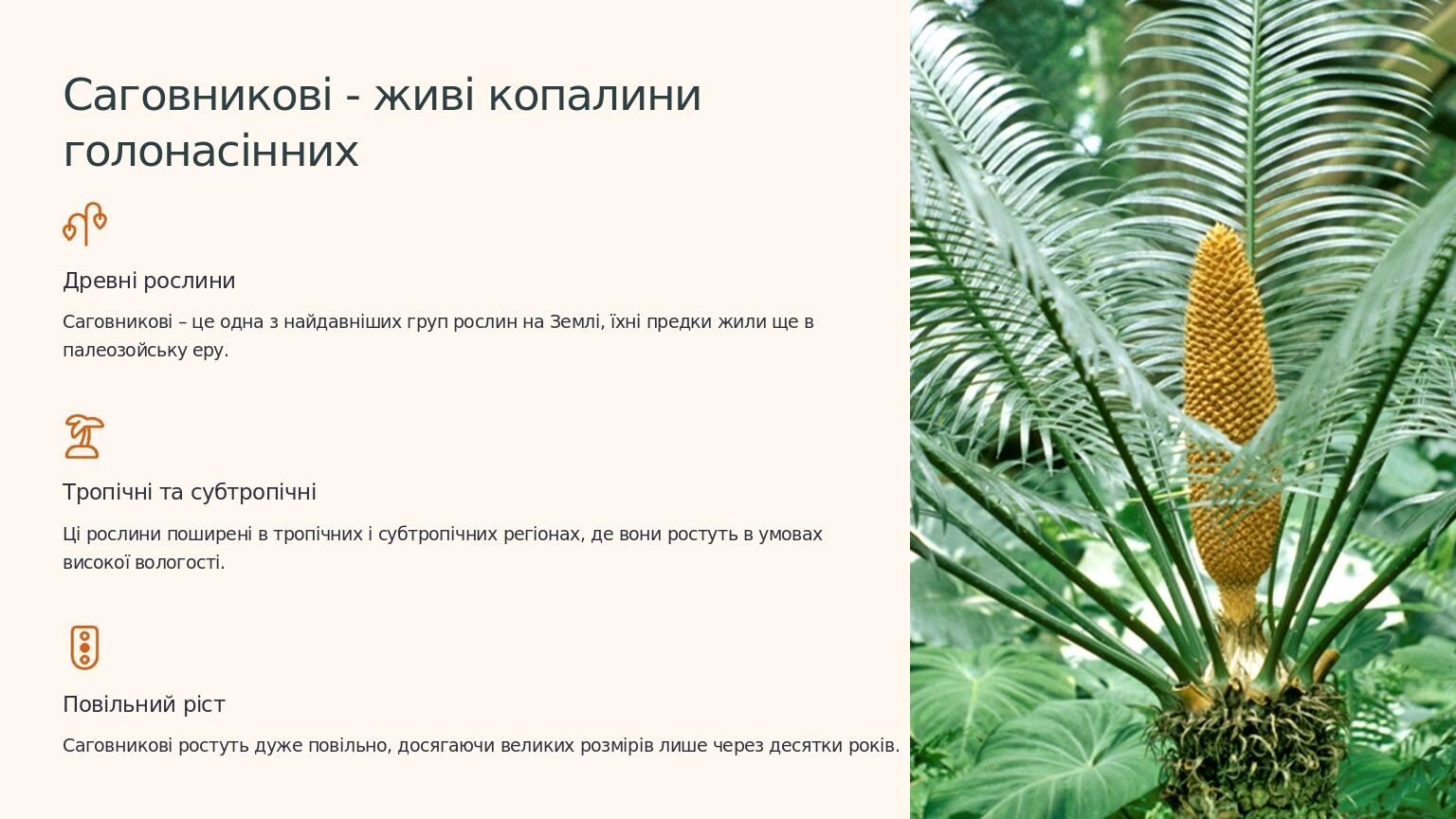 Саговникові - живі копалини голонасінних Древні рослини Саговникові – це одна з найдавніших груп рослин на Землі, їхні предки жили ще в палеозойськ...