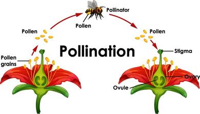 Bee Alive: Over 722 Royalty-Free Licensable Stock Illustrations & Drawings | Shutterstock
