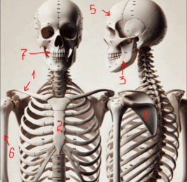 06030dyy-ab67-267x259.png