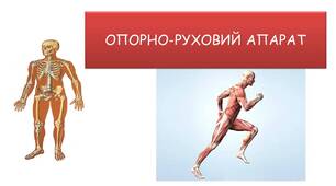 ОПОРНО-РУХОВИЙ АПАРАТ