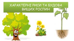 БУДОВА ВИЩИХ РОСЛИН