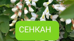 Сенкан 