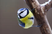 06030tg3-36d4-171x114.jpg