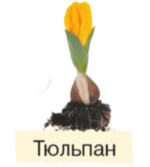 06030xuu-6f79-212x235.png