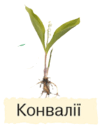06030xv2-1975-205x251.png