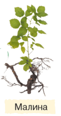 06030xvc-ef27-198x372.png