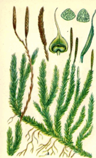 060315ks-acfb-195x322.png