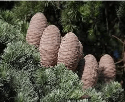 060315lj-8918-249x203.png