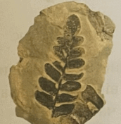 06031kqb-5163-172x176.png