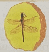 06031kqr-3cea-191x203.png