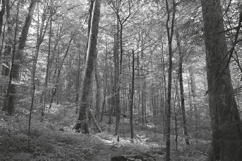 06031lqe-f7a8-481x320.png